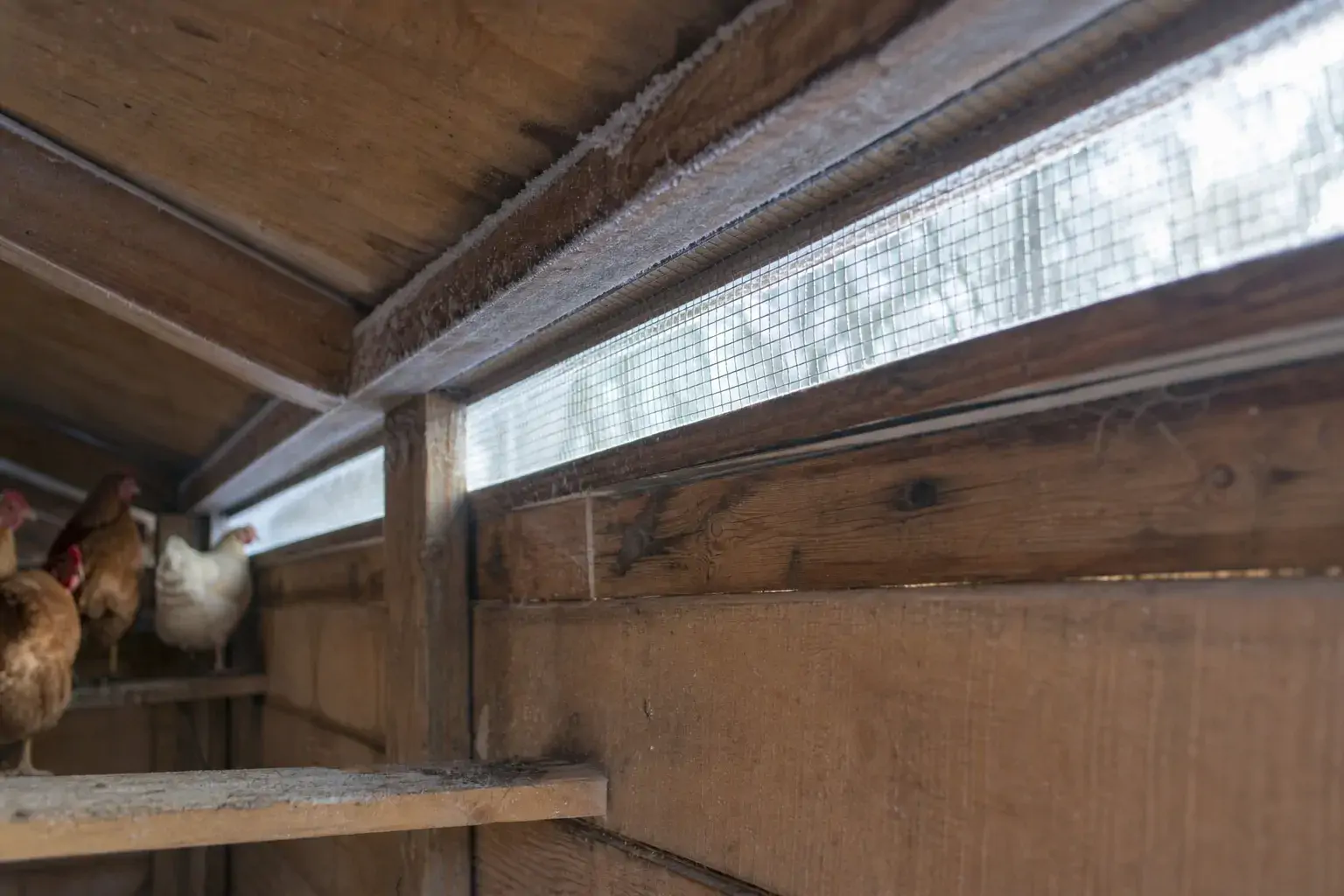 Coop ventilation opening above roost height with frost forming on the wooden eave in winter