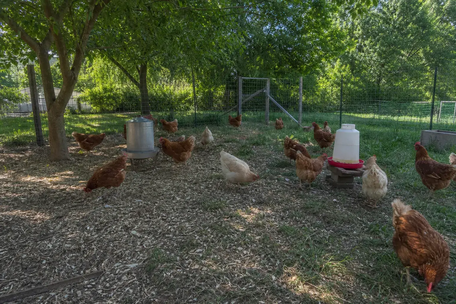 Red hens and gentler breeds sharing a spacious backyard run with two separate feeding stations