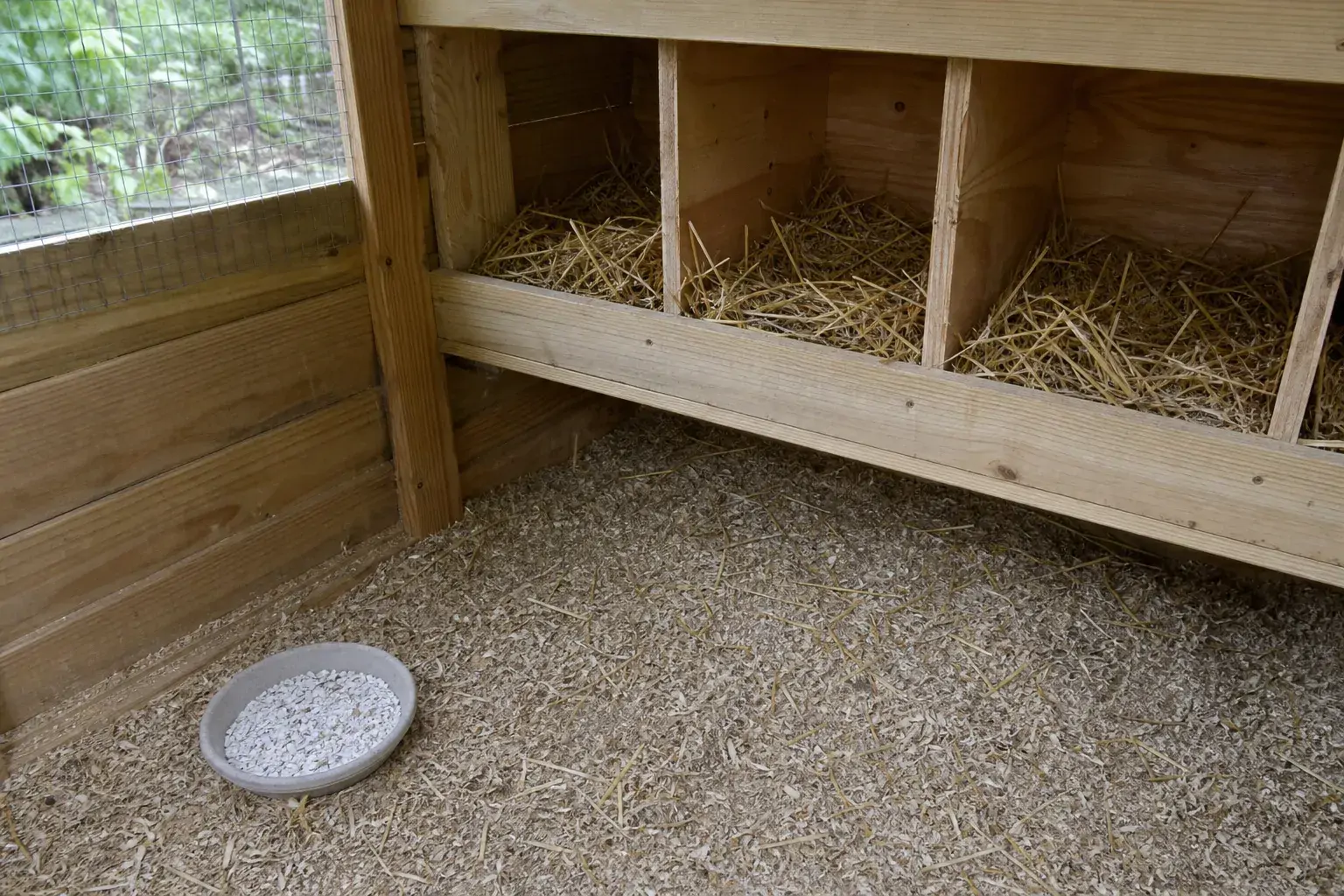 A tidy backyard coop with nest boxes and a dish of oyster shell grit for calcium