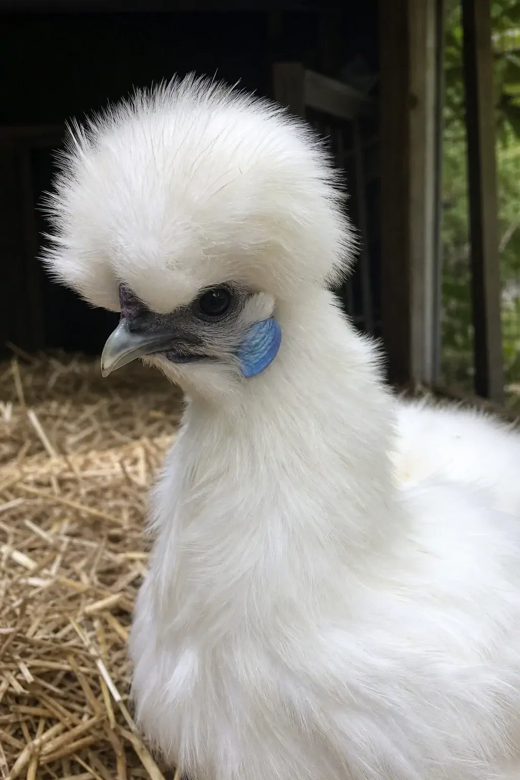 Close-up of a fluffy white Silkie bantam hen with a full crest in a garden run