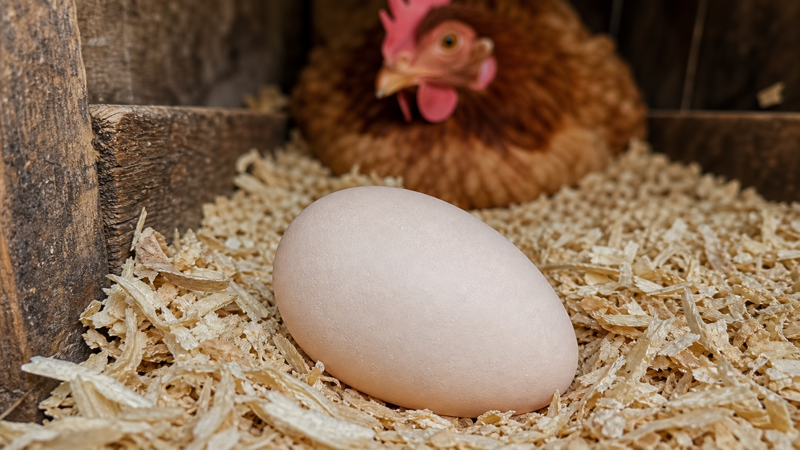 A soft-shelled egg with a rubbery membrane resting in wood shavings inside a wooden nesting box