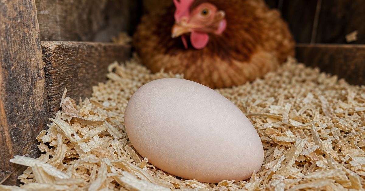 A soft-shelled egg with a rubbery membrane resting in wood shavings inside a wooden nesting box