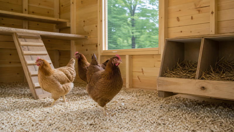 Brown hens exploring a new backyard coop with fresh bedding and an empty wooden nesting box