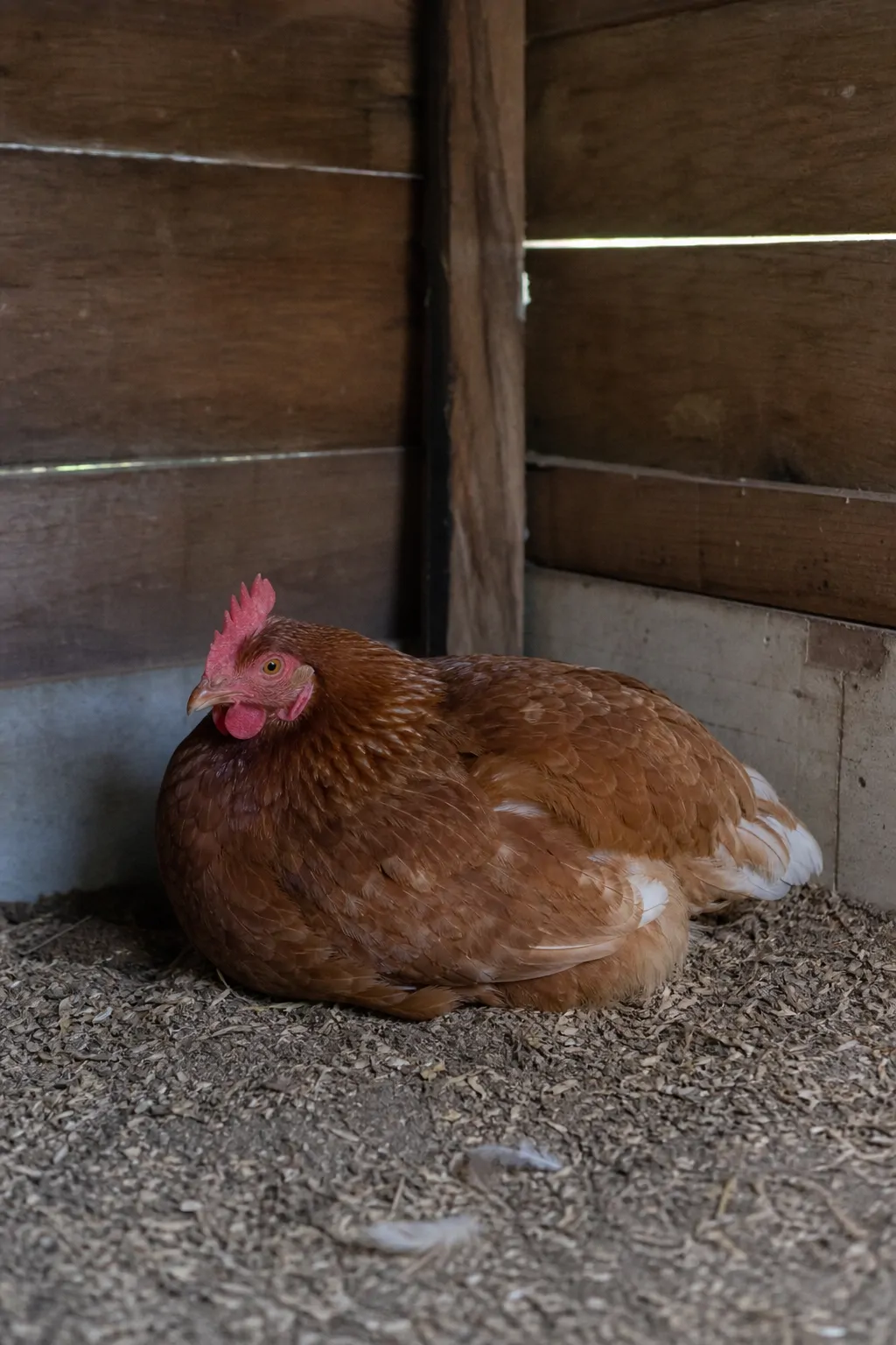 A single hen resting quietly with a hunched posture away from the rest of the flock