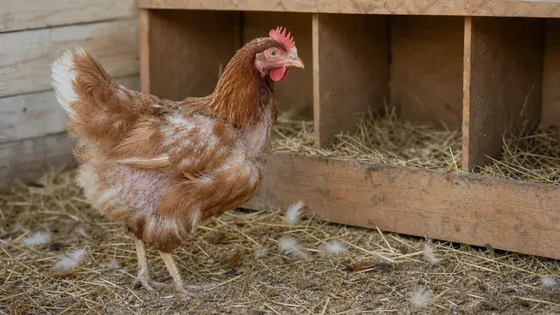 Backyard hen with patchy new feathers standing near scattered feathers beside a wooden nesting box