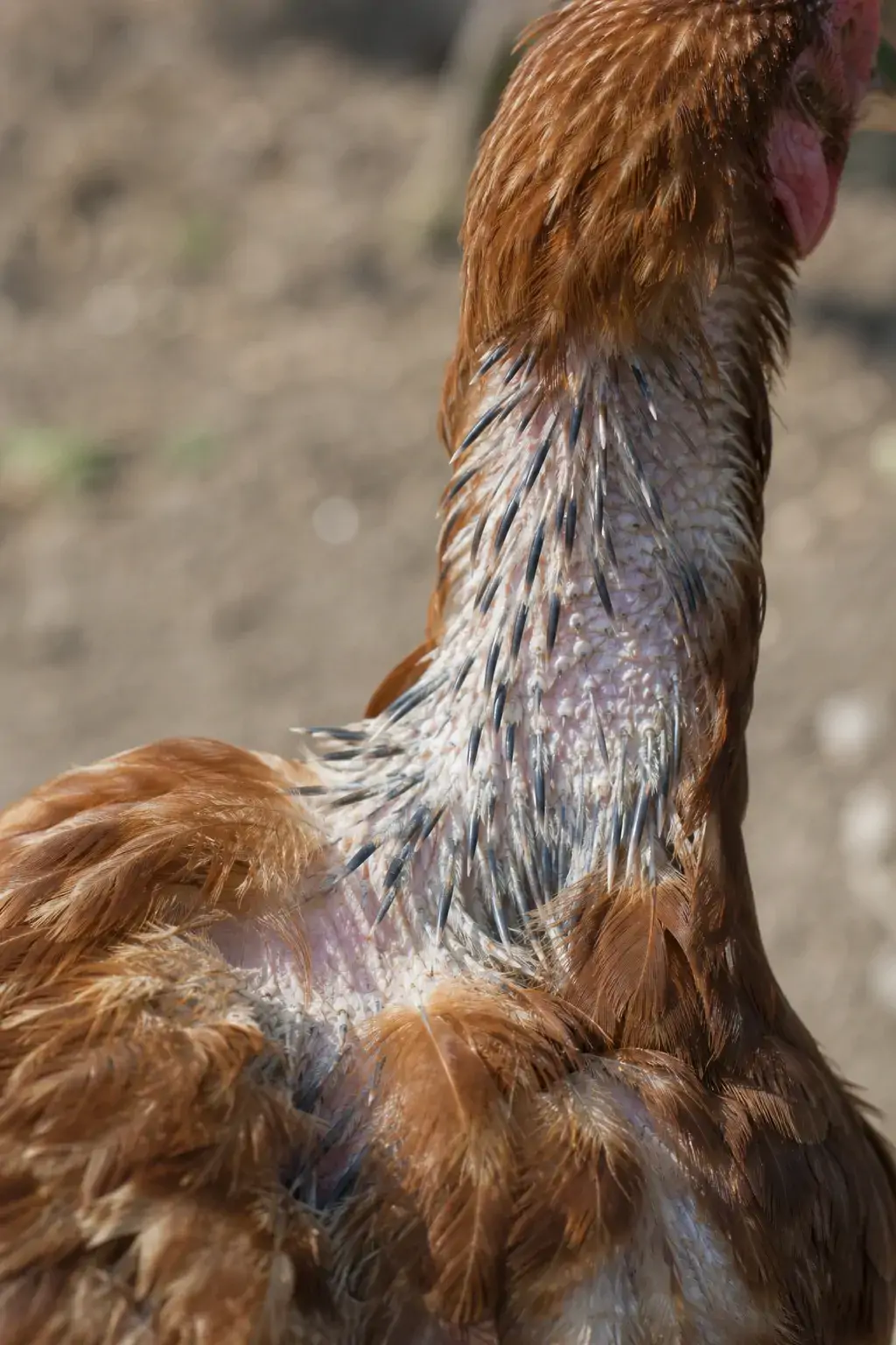 A molting hen with visible pin feathers and a few bare patches on her neck