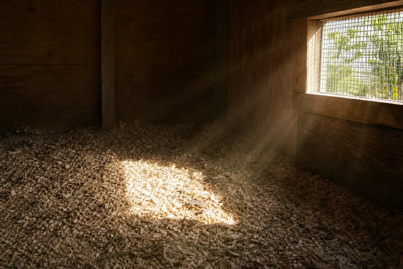 Sunlight streaming through a coop window onto the floor in early morning
